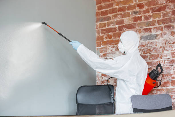 Best Attic Mold Removal  in Hometown, IL
